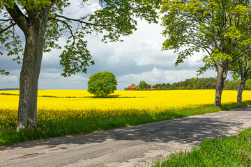 Rzepak - żółte kwiaty rzepaku - krajobraz rolniczy, Polska, Warmia i mazury