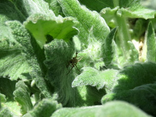 Spider in green leaves