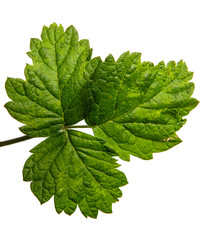 Young raspberry bush leaves isolated on a white background, closeup.
