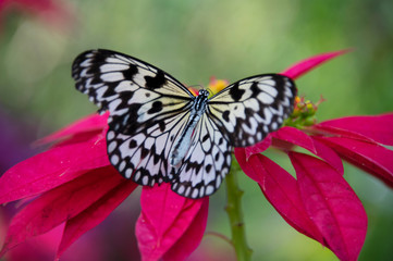 butterfly on pink flower