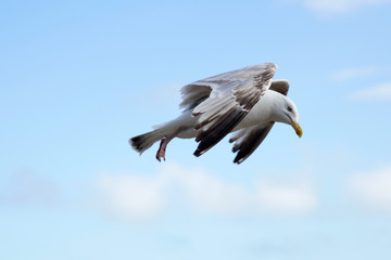 Seabird flying
