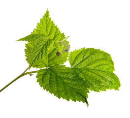 Young raspberry bush sprouts isolated on a white background, closeup.
