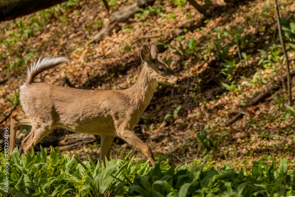 Canvas Prints White-tailed deer  in spring forest.