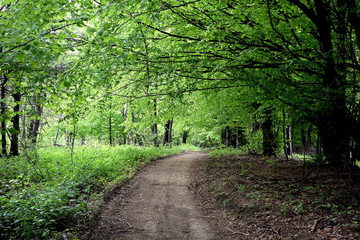 Naklejka premium Sping