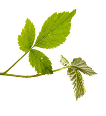 Young raspberry bush sprouts isolated on a white background, closeup.
