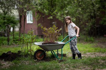 Caucasian girl child works in the garden, kid with a wheelbarrow transports peony seedlings, a girl transplanted peonies in the garden