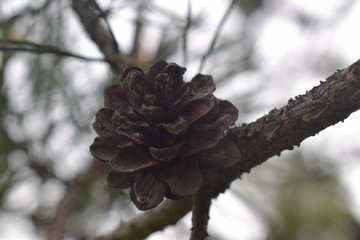 Sping