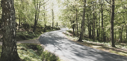 Woodland full of early spring green and paved footpath with sunlight