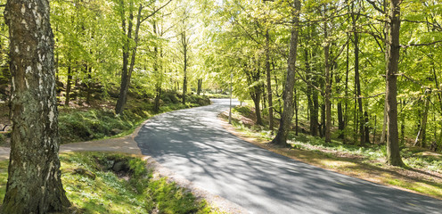 Obraz premium Woodland full of early spring green and paved footpath with sunlight