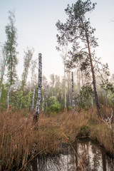 Martwy las na bagnach we mgle 6 © Sławomir Bodnar