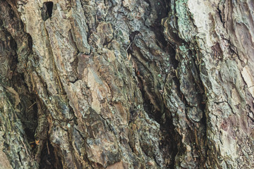 Wooden tree bark with beautiful pattern making nice background