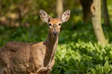 White-tailed deer  in spring forest.