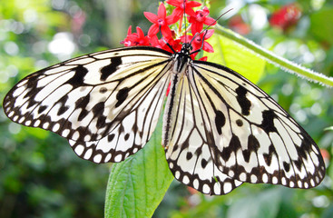 butterfly on a flower