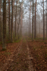 Leśna droga we mgle