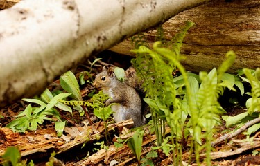 Tree squirrels.Many juvenile squirrels die in the first year of life. Adult squirrels can have a lifespan of 5 to 10 years in the wild. Some can survive 10 to 20 years in captivity.
