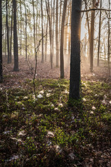 Obraz premium Las o poranku