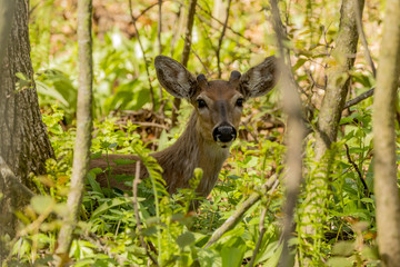 White-tailed deer  in spring forest.