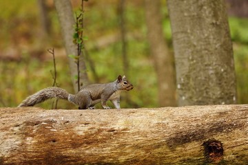 Tree squirrels.Many juvenile squirrels die in the first year of life. Adult squirrels can have a lifespan of 5 to 10 years in the wild. Some can survive 10 to 20 years in captivity.
