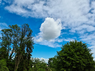 trees and sky