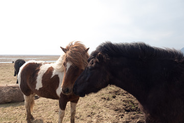 Icelandic Ponies on the eastern coast of Iceland