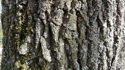 Fototapeta premium Кора дерева