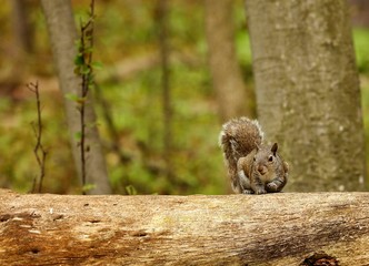 Tree squirrels.Many juvenile squirrels die in the first year of life. Adult squirrels can have a lifespan of 5 to 10 years in the wild. Some can survive 10 to 20 years in captivity.
