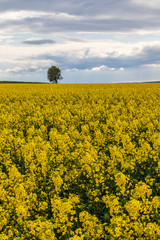 Obraz premium Samotne drzewo w polu rzepaku