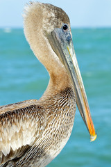 brown pelican on the beach