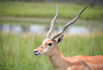 Naklejka na ściany i meble impala antelope in safari park