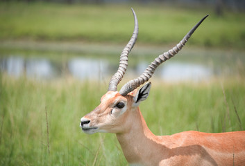 impala antelope in safari park