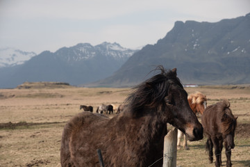 Icelandic Ponies on the eastern coast of Iceland