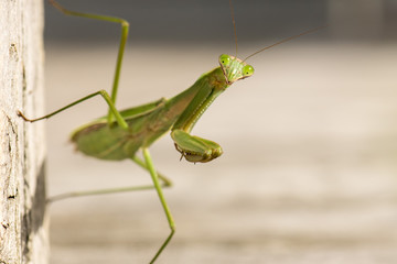 Humorous praying mantis closeup with big eyes looking at the camera.