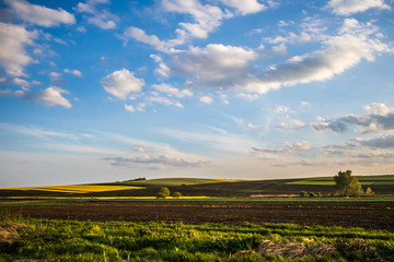 Obraz premium Polny krajobraz ze wzgórzem rzepaku 4