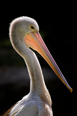 Australian Pelican - Pelecanus conspicillatus, beautiful large water bird from inland and coastal water of Australia and Indonesia.