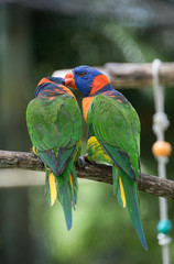 two colorful parrots kissing and playing on a branch