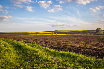 Fototapeta na wymiar Polny krajobraz ze wzgórzem rzepaku