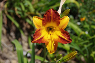 Obraz premium Close-up view of a bright yellow and orange daylily flower blossom in spring