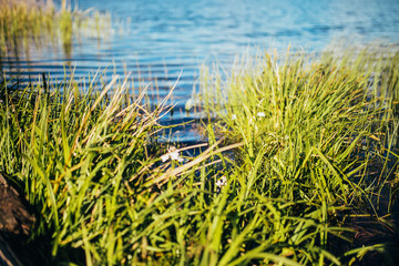 River bank with water view - green summer grass and reeds