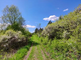 rural road among green trees and bushes near the forest against a blue sky with clouds on a sunny day