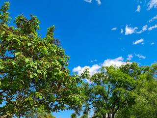 green tree and blue sky