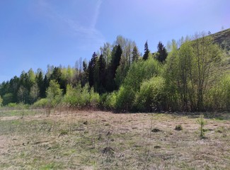 meadow with dry grass near the trees on a slope on a blue sky hone on a sunny day