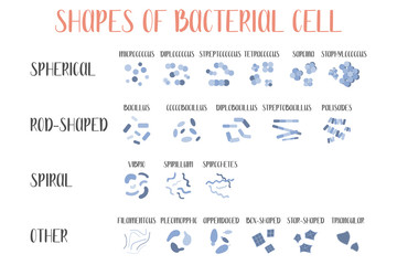 Bacteria classification. Shapes of bacteria. Types and different forms of bacterial cells: spherical (cocci), rod-shaped (bacilli), spiral and other. Morphology. Microbiology. Vector flat illustration - obrazy, fototapety, plakaty