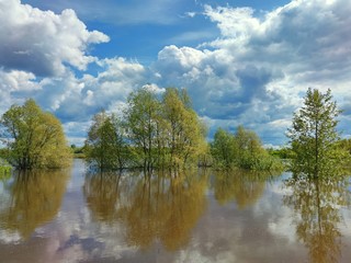 Fototapeta premium trees in water on a flooded riverbank on a sunny day against a blue sky with clouds