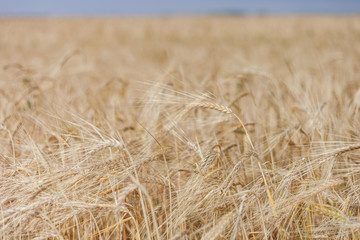 ripe Golden wheat in the field, wheat ears