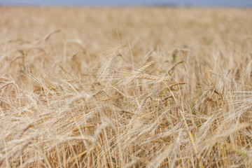 ripe Golden wheat in the field, wheat ears