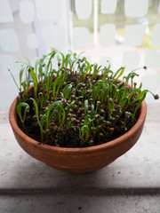 Spinach spouting in a terracotta pot