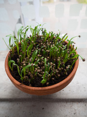 Spinach spouting in a terracotta pot