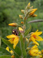 a bee-like fly sits on a yellow flower with a stern look at macro photography