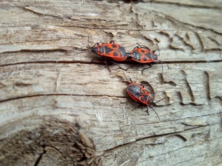 three red bugs mate on a wooden old log in macro photo