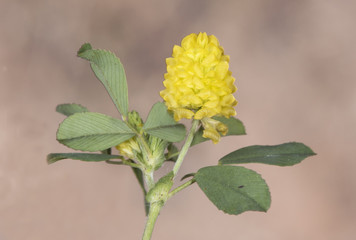 Trifolium campestre low hop clover creeping plant with beautiful yellow flowers with paper-like petals on greenish brown background